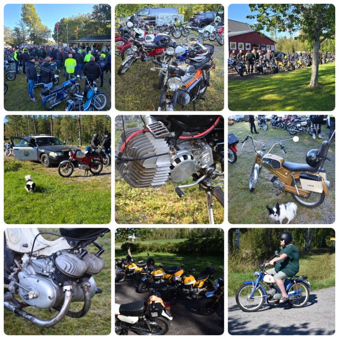 Collage med flera bilder från ett mopedrally, inklusive deltagare, olika mopeder, en mopedmotor och en liten hund i gräset.