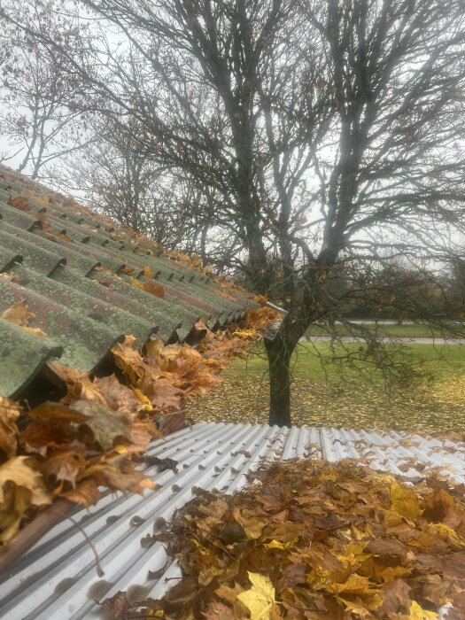 Tak täckt med höstlöv, med ett träd i bakgrunden, som visar behovet av en lövblås för att rensa taken.