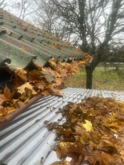 Fallna höstlöv täcker delvis ett korrugerat tak och hänger ner i en rälig stålränna nära ett träd med nakna grenar.