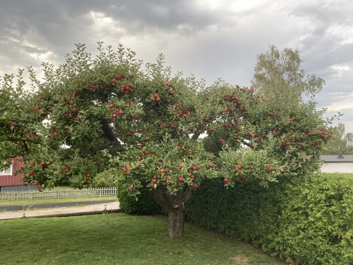 Äppelträd fullt med röda äpplen står i en grön trädgård med en häck i bakgrunden och ett hus synligt till vänster.