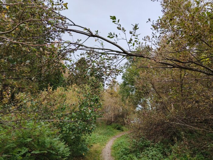 En smal stig som slingrar sig genom tät vegetation med buskar och träd.