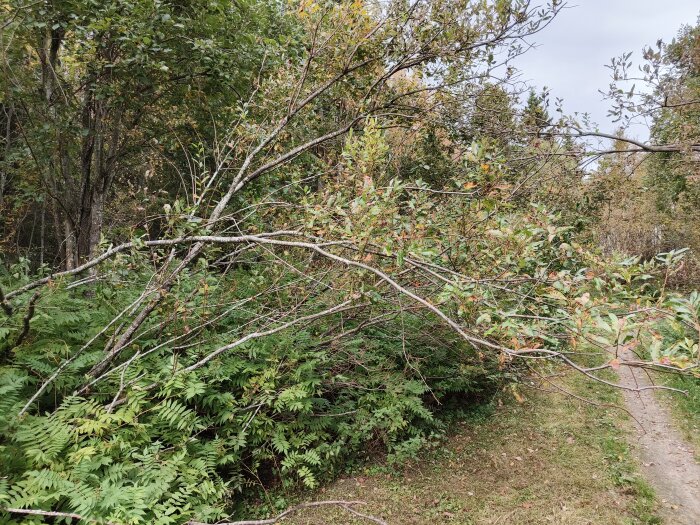 Nedfällda grenar täcker en fiberkabelinstallation i ett skogsområde, vilket orsakar problem för internetleverantörer och abonnenter.