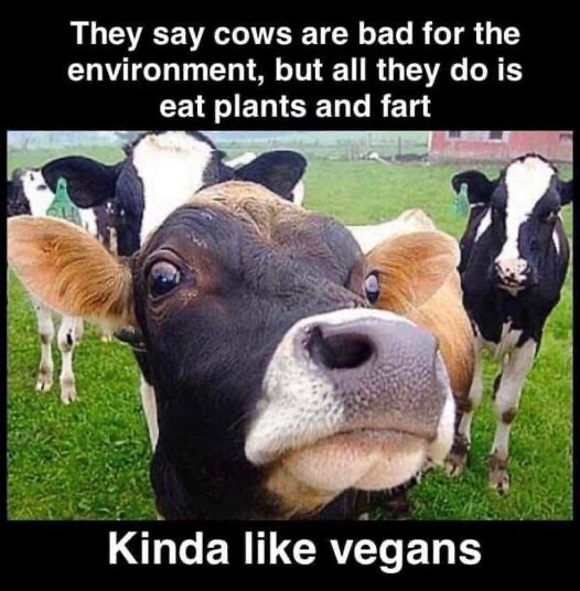 En ko med en grupp kor i bakgrunden, med övertexten ”They say cows are bad for the environment, but all they do is eat plants and fart” och undertexten ”Kinda like vegans.”