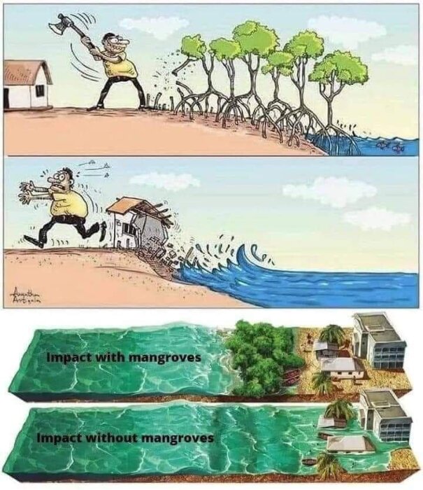 Tecknad serie som visar konsekvenserna av att hugga ner mangroveskog: översvämning och förstörda hus. Nedre del illustrerar skydd vid bevarad mangrove och skada utan mangrove.