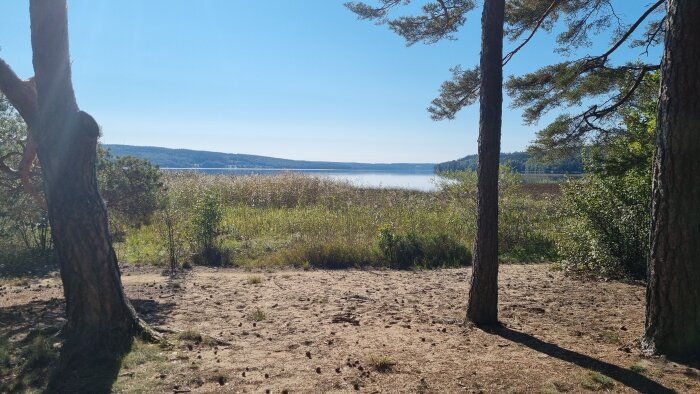 Vy över en sjö med klart väder, omgiven av träd och vass, betraktad från ett skogsområde.