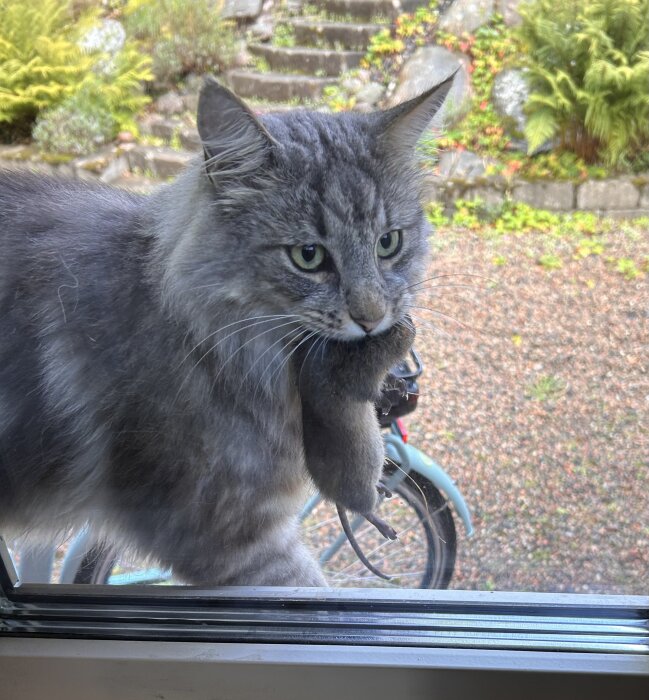 Grå katt utanför ett fönster med en stor fångad mus i munnen, visar stolt upp sitt byte.