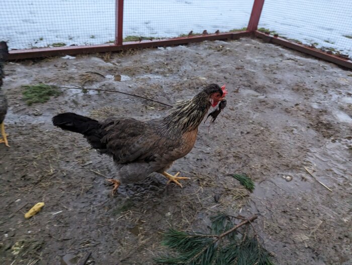 En höna i en inhägnad håller en mus i näbben, med snötäckt bakgrund.