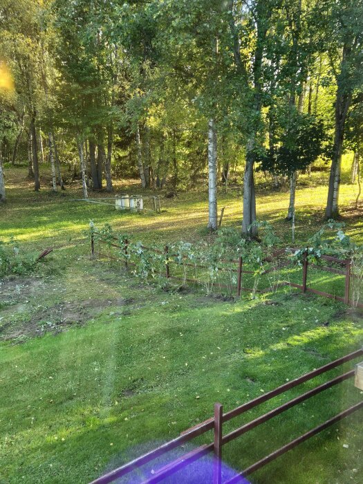 En trädgård med nysatt hallonhäck längs kortsidan och skog i bakgrunden. Det finns en gräsplan och staket i förgrunden.