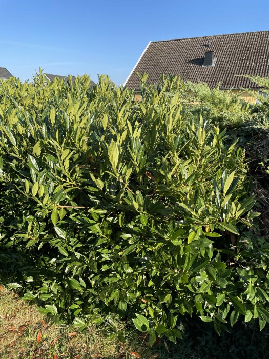 Buskaktiga plantor med mörkgröna, glansiga blad i en häck framför ett hus med svart tak. Gröna blad syns tydligt mot en klar blå himmel.