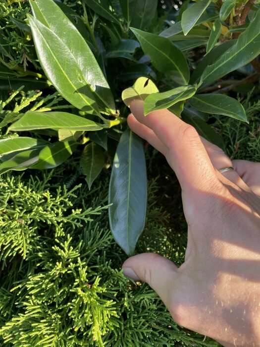 En hand pekar på vintergröna växter med avlånga, blankgröna blad, som kan vara lagerhägg, växande bland häckväxter.