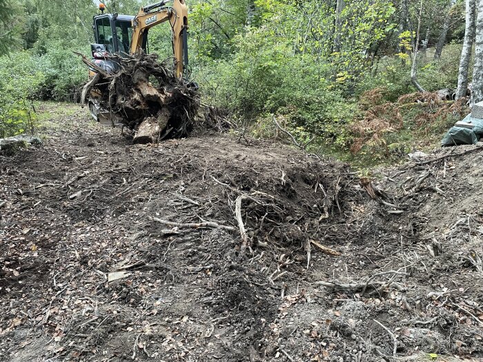 Grävmaskin med tjälkrok i skogsmiljö som gräver upp rötter och jord under ett byggprojekt.