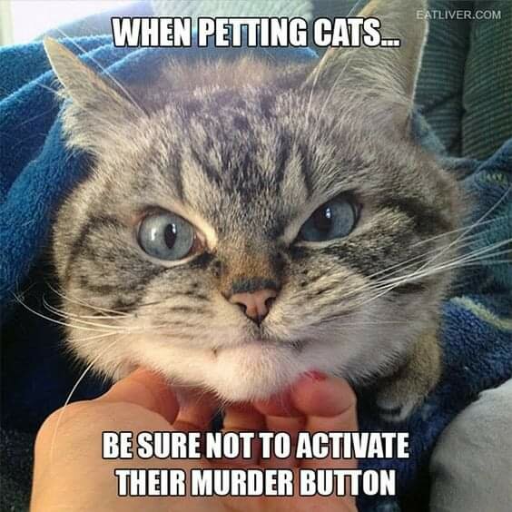 En grå katt, invirad i en filt, blir klappad på hakan med texten "When petting cats... be sure not to activate their murder button".