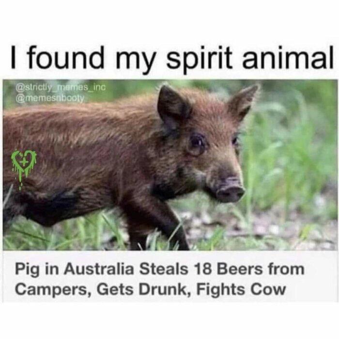 Bild på en vildsvin, bildtexten säger att den har stulit 18 öl från campare i Australien, blivit full och börjat slåss med en ko. Text ovanpå bilden säger "I found my spirit animal".