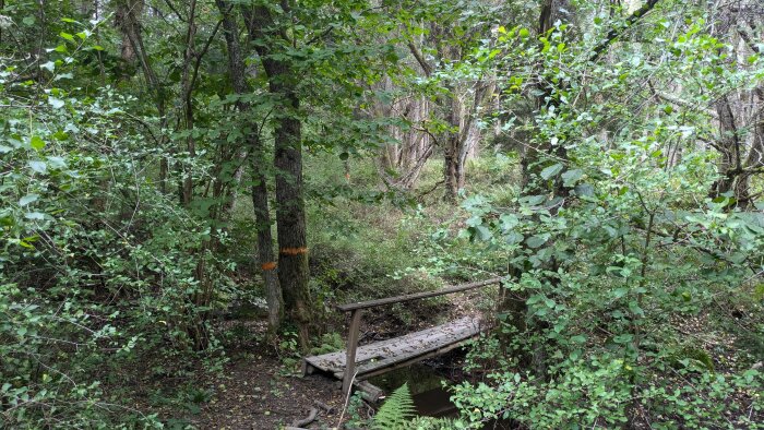 Liten träbro över en bäck i en tät skog, omgiven av frodig grönska och träd markerade med orange färg.