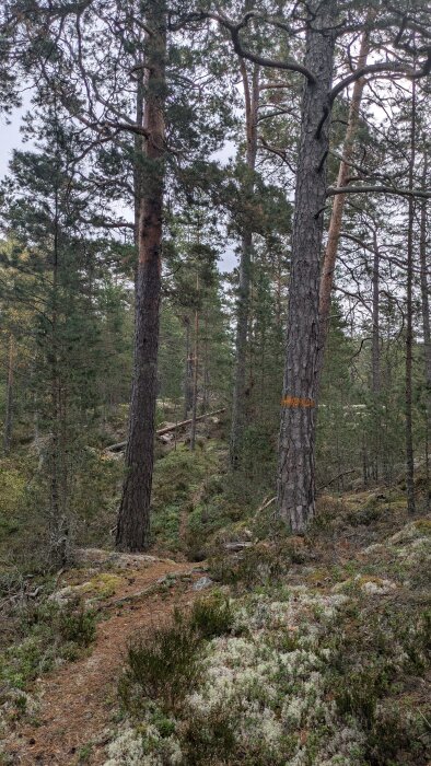 Skogsstig med tallar, en av dem markerad med en orange linje, och lavtäckt mark i förgrunden.