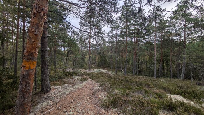 En smal stig genom en skog med tallar, mossa och ljung på marken, och ett träd med orange märke till vänster.