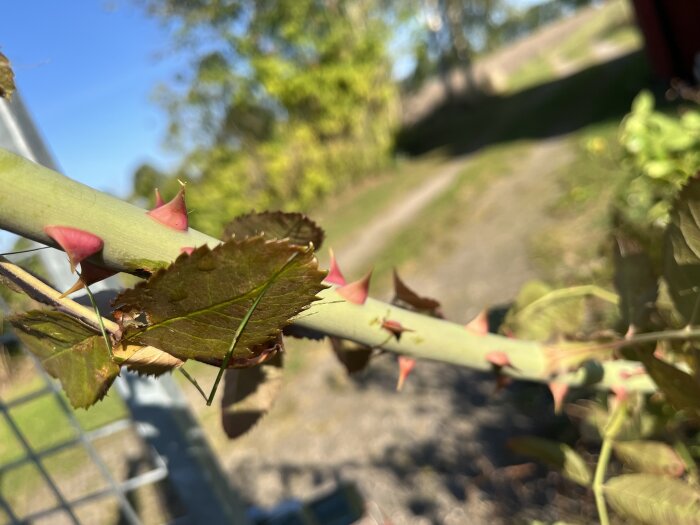 Närbild på en taggig rosenbuske med gröna blad och röda taggar, i bakgrunden syns en grusväg och grönska under en molnfri himmel.