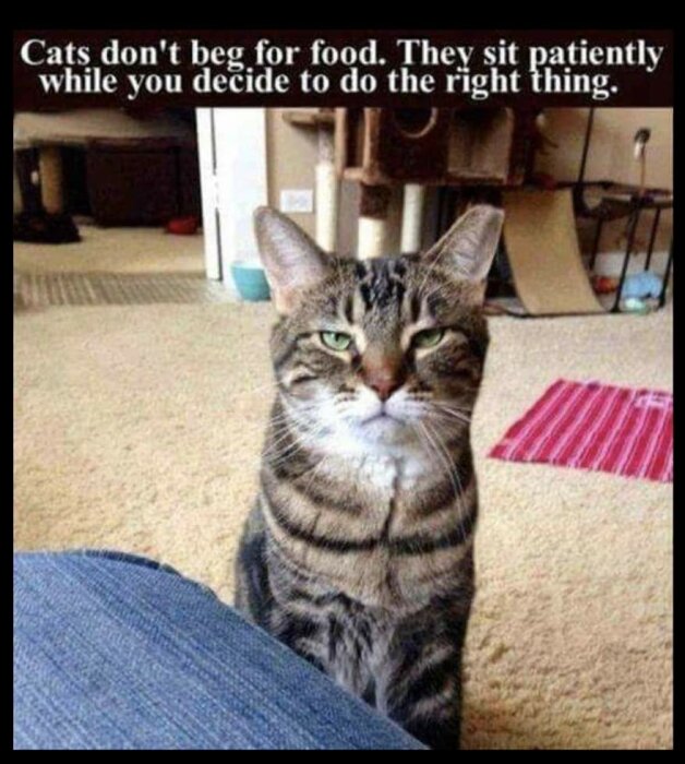 En katt sitter på golvet och tittar på kameran med en text ovan som säger "Cats don't beg for food. They sit patiently while you decide to do the right thing.