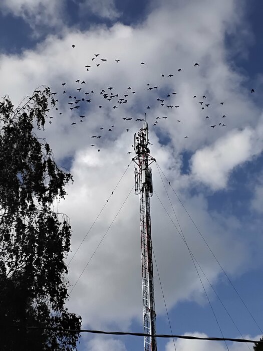 Fågelflock som flyger över en hög telemast med träd och molnig himmel i bakgrunden.