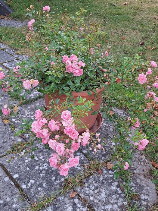 En blomkruka med rosa rosor i full blom, placerad på en stenbelagd yta utomhus.