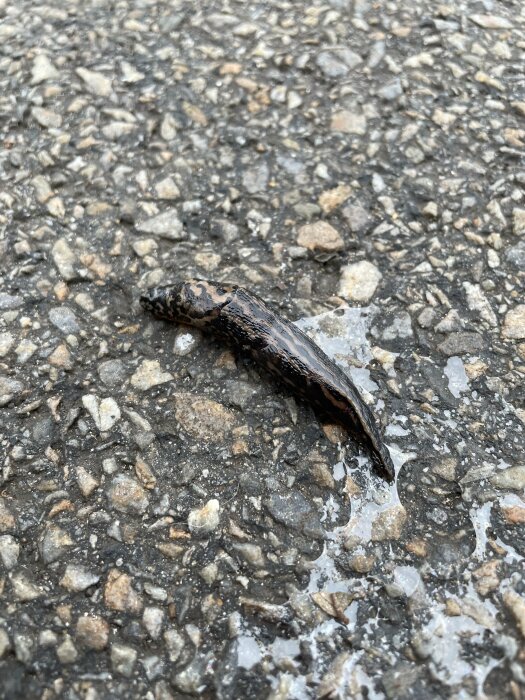 En stor, mörkfärgad snigel på en våt, asfaltbelagd yta i Östersund, som kan vara kamouflerad eller ha naturlig färg som liknar underlaget.