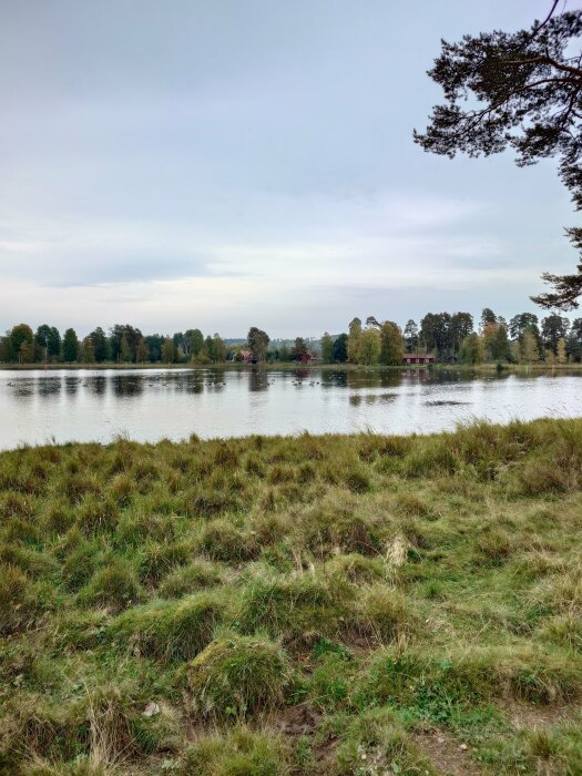 Gräsbevuxen strand vid en lugn sjö omgiven av träd under en molnig himmel. Röda byggnader syns i fjärran på andra sidan vattnet.