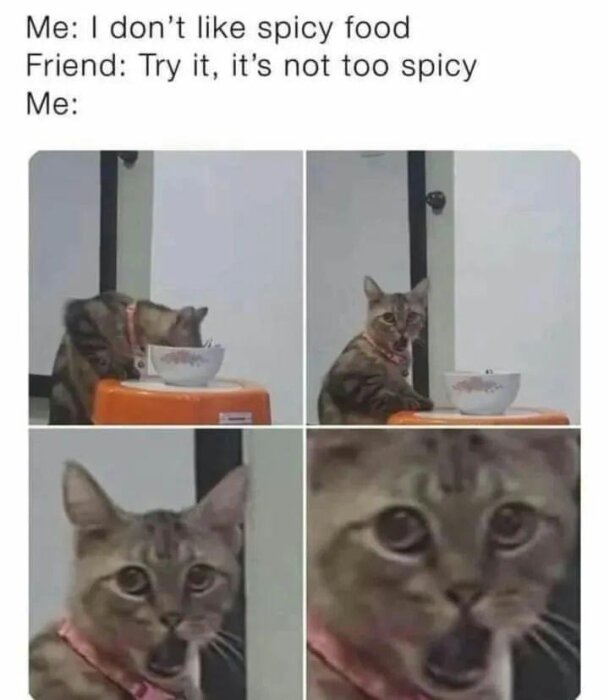 En serie bilder med en katt som smakar mat från en skål och visar ett chockat ansiktsuttryck, med texten "Me: I don't like spicy food. Friend: Try it, it's not too spicy. Me:".