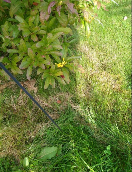 Gul azaleablomma med gröna blad i en trädgård.