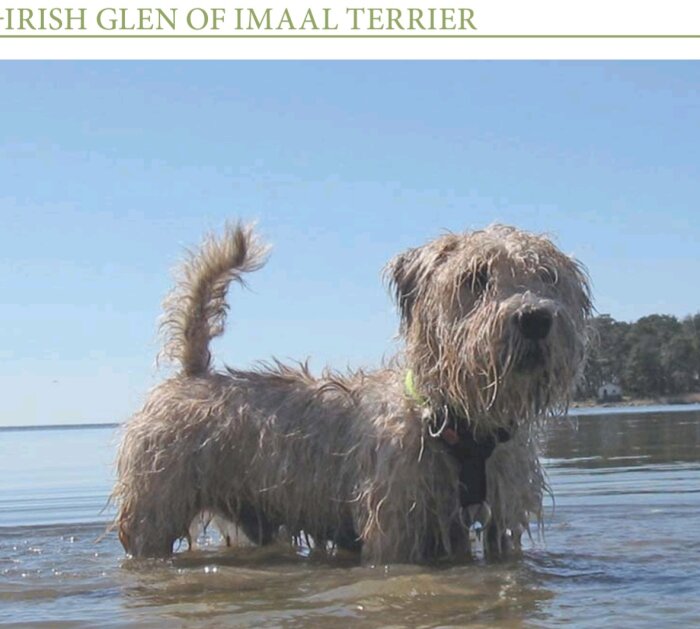 En Irish Glen of Imaal Terrier som står i grunt vatten med träddungar i bakgrunden.