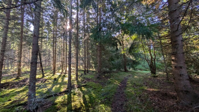 En skogsstig omgiven av höga träd och solstrålar som lyser genom grenarna på en varm, solig dag.