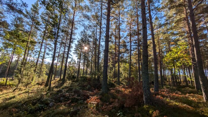 Tallskog i dagsljus med solen som skiner genom träden och marken täckt av mossa och ormbunkar.