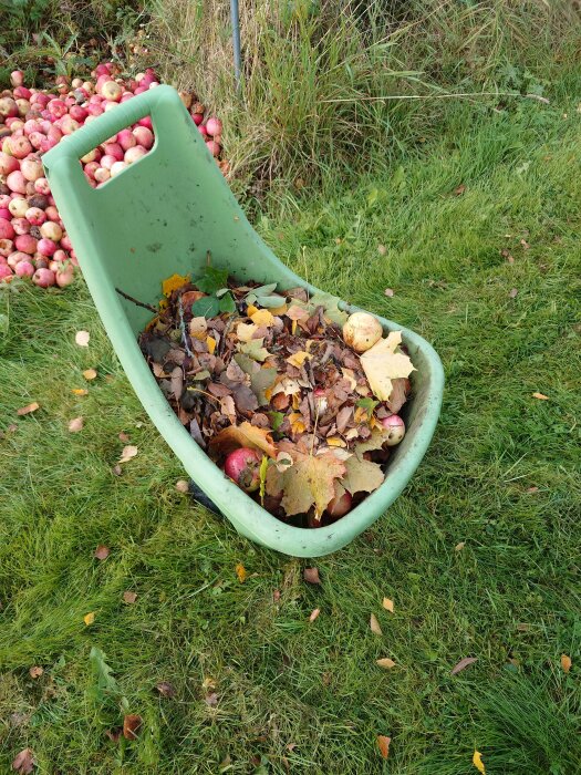 Grön skottkärra full med löv och äpplen på gräsmatta, i bakgrunden syns en hög med skördade äpplen.