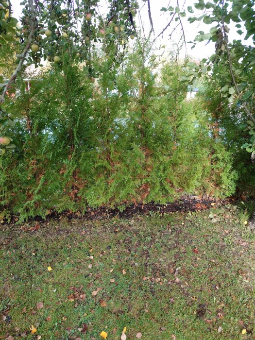 Thujahäck med brunfärgade partier nedtill, omgiven av grönska och äppelträd. Gräs och fallna löv syns på marken.