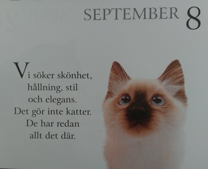 Kattunge bredvid text som säger: "Vi söker skönhet, hållning, stil och elegans. Det gör inte katter. De har redan allt det där." Dagens datum är 8 september.