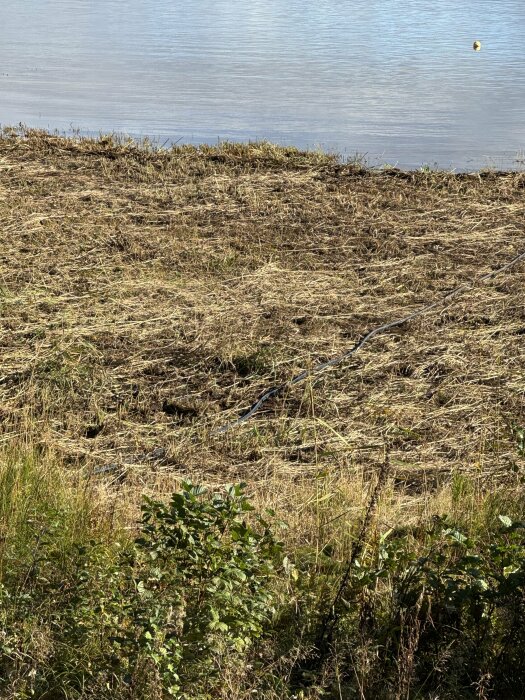 An area by the water with cut reeds lying dry above a low water level. Some greenery is visible in the foreground.