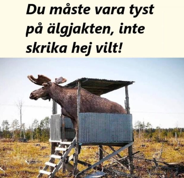 En älg står i ett jakttorn med en text ovanför som säger "Du måste vara tyst på älgjakten, inte skrika hej vilt!".