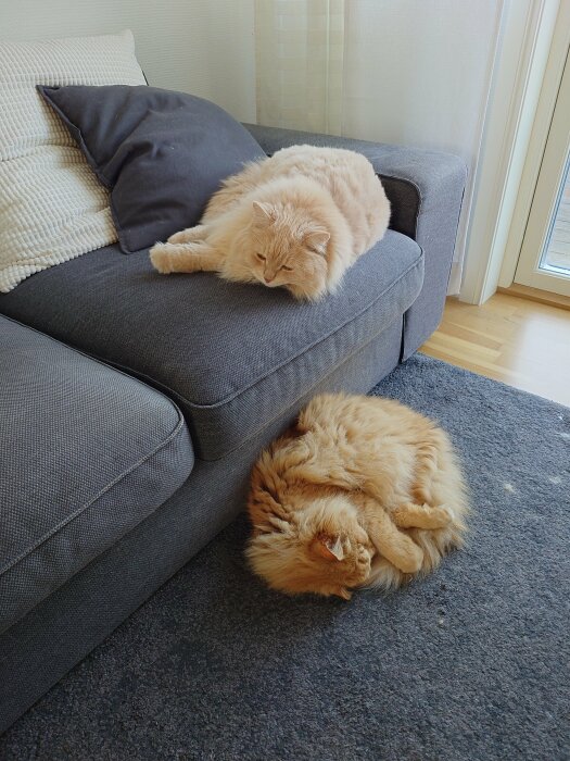 Två fluffiga katter vilar, en på en grå soffa och en på en mörk matta. Katten på soffan ligger avslappnat medan den andra ligger ihoprullad.