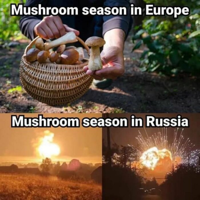 Bild med två sektioner: Överst en hand som håller svampar i en korg med texten "Mushroom season in Europe", nederst explosioner med texten "Mushroom season in Russia".