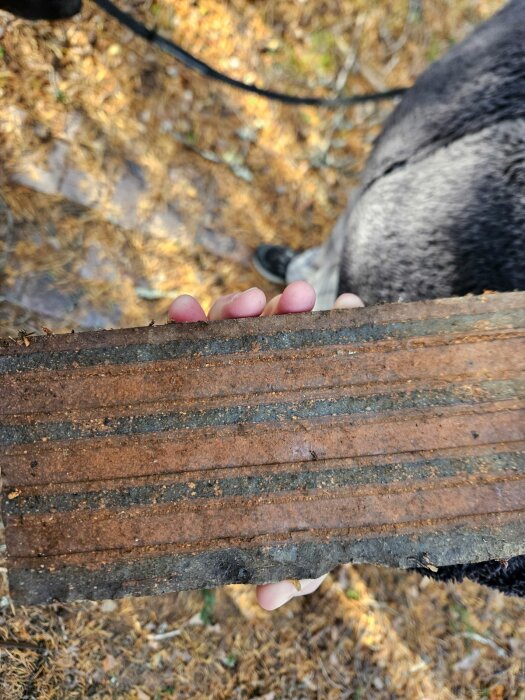 Närbild av en person som håller i ett brunt och svart, randigt föremål med ovansidan som ser blank ut och är cirka 2 cm tjockt.