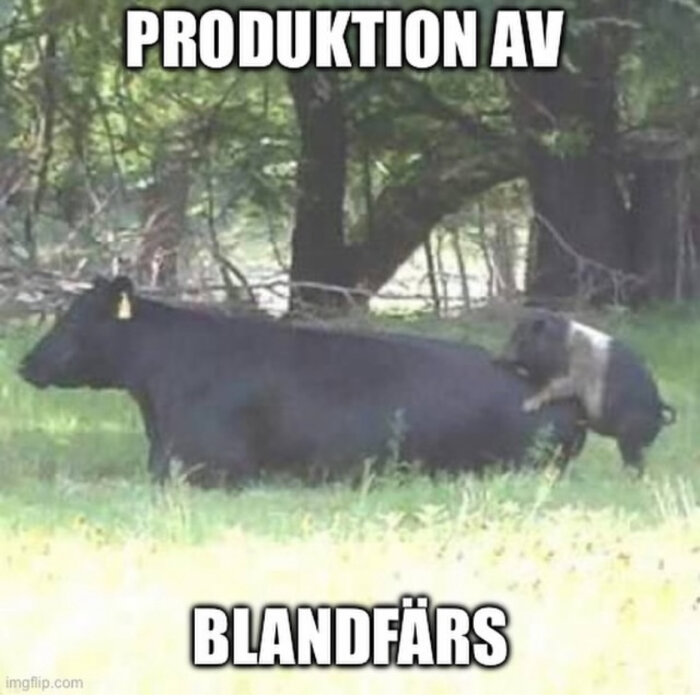 En bild på en gris som står på en ko i en grönskande skogsdunge, med texten "PRODUKTION AV BLANDFÄRS" ovanför och under bilden.