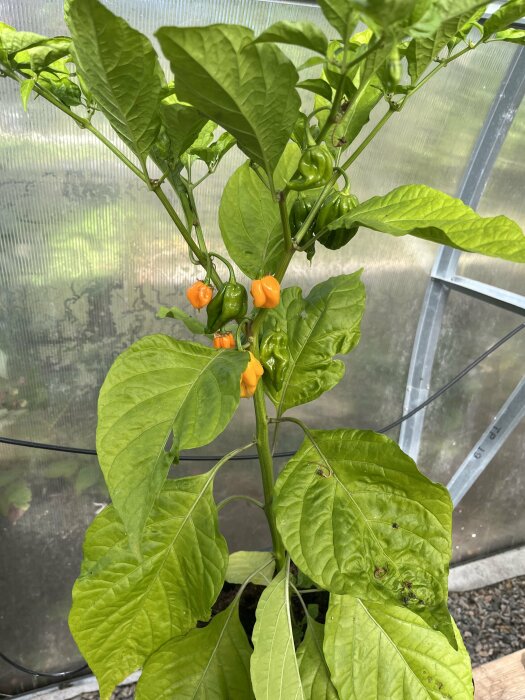 En chiliplanta med både gröna och mogna orange frukter, växande i ett växthus med plastväggar.