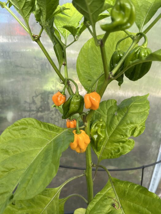 Chiliplanta med orange och gröna frukter som växer i ett växthus.