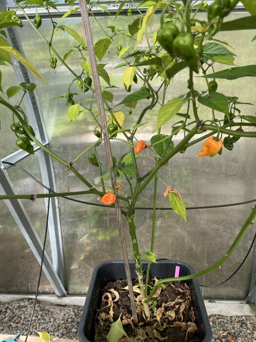 Chiliplanta med gröna och några orangea frukter växande i en kruka i ett växthus.