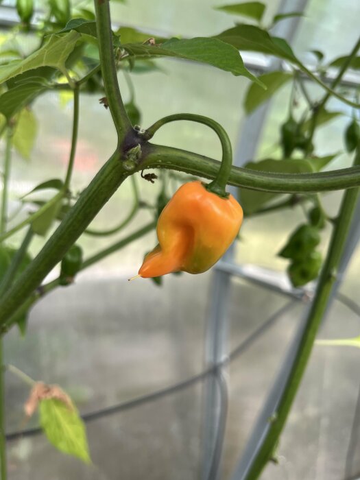 Orange chili på växten, omgiven av gröna blad och andra gröna chilifrukter, i ett växthus.