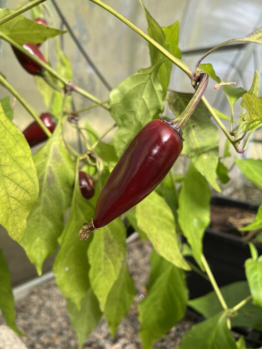 En röd chilifrukt som hänger från en grön planta i ett växthus.