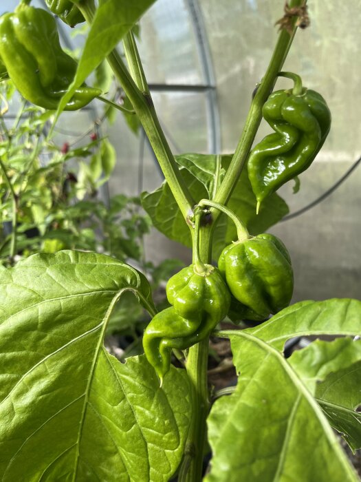 Gröna chilipeppar växande på en planta i ett växthus med frodiga gröna blad i bakgrunden.