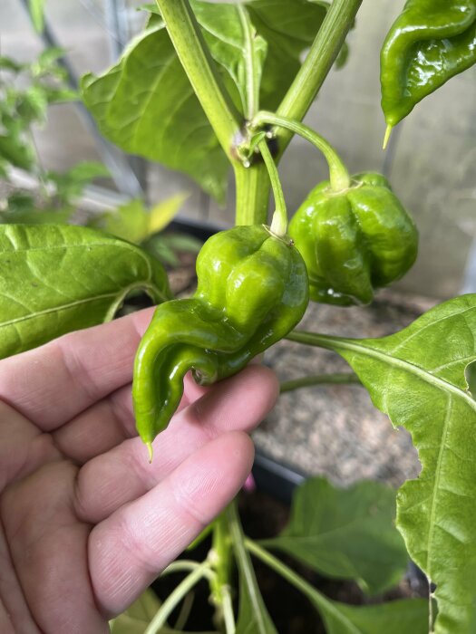 En hand håller en grön chili som växer på en chili planta i ett växthus, chilen har en unik böjd form.