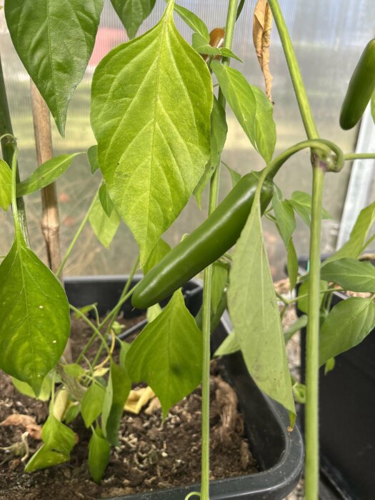 Gröna chilipepparplantor med långa, smala frukter i en odlingslåda, omgivna av gröna blad och en bakgrund av genomskinlig plastpanel.