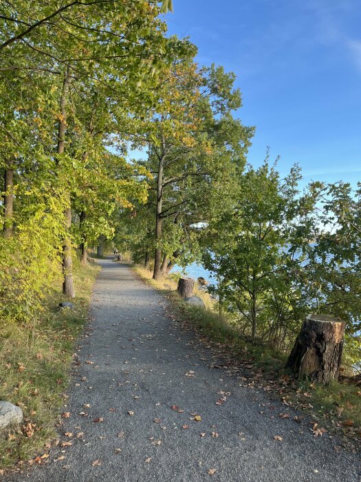 En grusväg som slingrar sig genom en grön skog nära en sjö under en klarblå himmel.