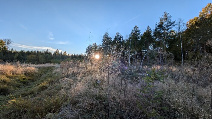 Soluppgång över en frostig äng intill en skog, med gräs och växter i förgrunden och träd i bakgrunden under en klarblå himmel.